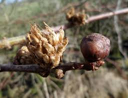 Attēlu rezultāti vaicājumam “Andricus foecundatrix”