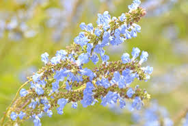 Attēlu rezultāti vaicājumam “Viola uliginosa bud”