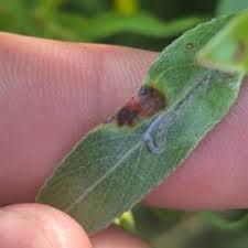 Attēlu rezultāti vaicājumam “Rabdophaga heterobia”