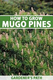 Attēlu rezultāti vaicājumam “Pinus mugo fruit”