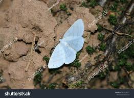 Attēlu rezultāti vaicājumam “Jodis putata”