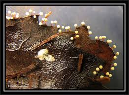 Attēlu rezultāti vaicājumam “Lignydium muscorum spores”