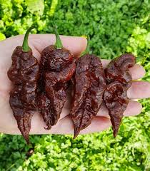 Afbeeldingsresultaat voor naga jolokia hot pepper