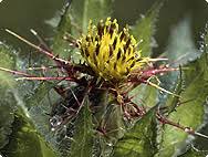 Image result for Cnicus benedictus