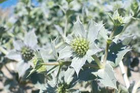 Attēlu rezultāti vaicājumam “Eryngium maritimum bud”