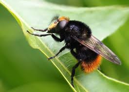 Attēlu rezultāti vaicājumam “Volucella bombylans”