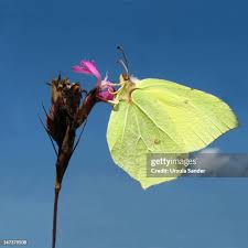Attēlu rezultāti vaicājumam “Gonepteryx rhamni female”