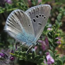 Attēlu rezultāti vaicājumam “Agrodiaetus amandus female”