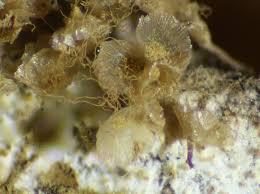 Attēlu rezultāti vaicājumam “Heterotrichia obvelata (syn. Arcyria obvelata) stalked”