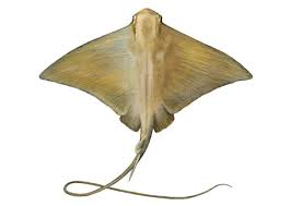 Image result for Myliobatis aquila