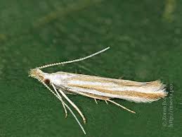 Attēlu rezultāti vaicājumam “Coleophoridae”