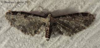 Attēlu rezultāti vaicājumam “Eupithecia exiguata”