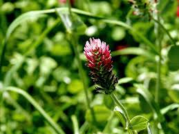 Image result for Trifolium incarnatum