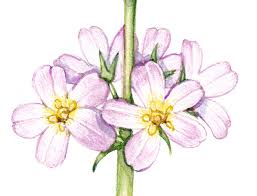 Attēlu rezultāti vaicājumam “Hottonia palustris flower”