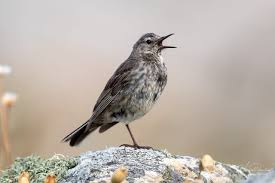 Attēlu rezultāti vaicājumam “Anthus petrosus adult”