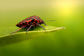 Attēlu rezultāti vaicājumam “Graphosoma lineatum”