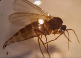 Attēlu rezultāti vaicājumam “Aphodius sp. imago”