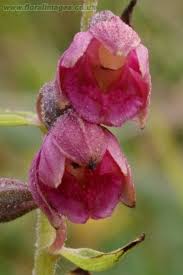 Attēlu rezultāti vaicājumam “Epipactis atrorubens flower”