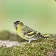 Attēlu rezultāti vaicājumam “Carduelis spinus male”