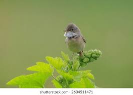 Attēlu rezultāti vaicājumam “Sylvia communis”