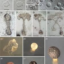 Attēlu rezultāti vaicājumam “Symphytocarpus flaccidus plasmodium”