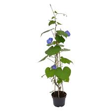 Image result for Prunkwinde