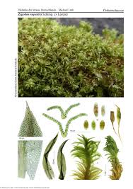 Attēlu rezultāti vaicājumam “Zygodon rupestris”