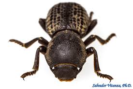 Attēlu rezultāti vaicājumam “Zopheridae”