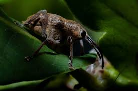 Attēlu rezultāti vaicājumam “Curculio venosus”