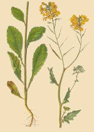 Attēlu rezultāti vaicājumam “Sinapis arvensis”