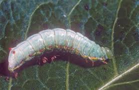 Attēlu rezultāti vaicājumam “Ptilodon capucina larva”