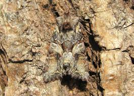 Attēlu rezultāti vaicājumam “Lacanobia contigua”