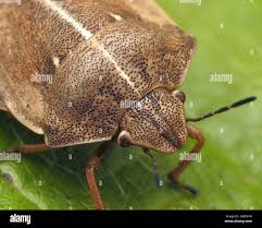 Attēlu rezultāti vaicājumam “Eurygaster testudinaria”