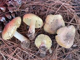 Attēlu rezultāti vaicājumam “Tricholoma flavovirens”