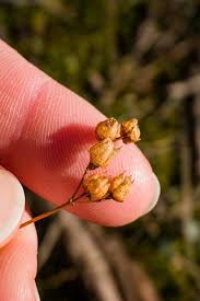 Attēlu rezultāti vaicājumam “Hypericum perforatum bud”