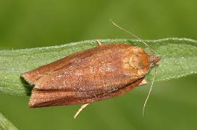 Attēlu rezultāti vaicājumam “Aphelia viburniana”