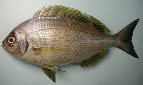 Image result for Spondyliosoma cantharus