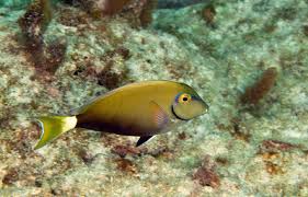 Image result for Acanthurus bahianus