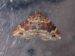 Attēlu rezultāti vaicājumam “Xanthorhoe spadicearia”