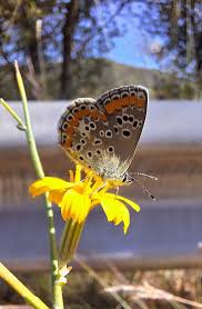 Attēlu rezultāti vaicājumam “Aricia artaxerxes  female”