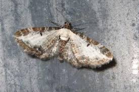 Attēlu rezultāti vaicājumam “Eupithecia succenturiata”