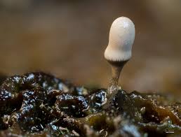 Attēlu rezultāti vaicājumam “Stemonaria irregularis stalked”