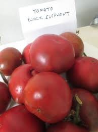 Afbeeldingsresultaat voor black elephant tomato