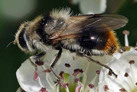 Attēlu rezultāti vaicājumam “Sericomyia lappona”