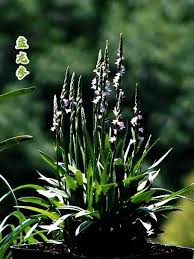 「扭蘭」的圖片搜尋結果