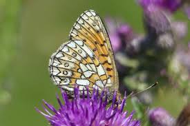 Attēlu rezultāti vaicājumam “Boloria eunomia underside”