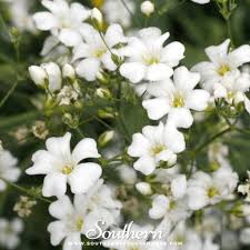 Image result for Gypsophila elegans