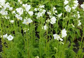 Image result for Polemonium coeruleum album