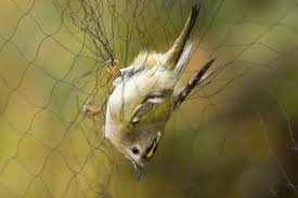 Attēlu rezultāti vaicājumam “Regulus regulus adult”