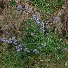 Attēlu rezultāti vaicājumam “Campanula persicifolia leaf”